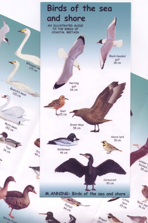 birds of sea and shore