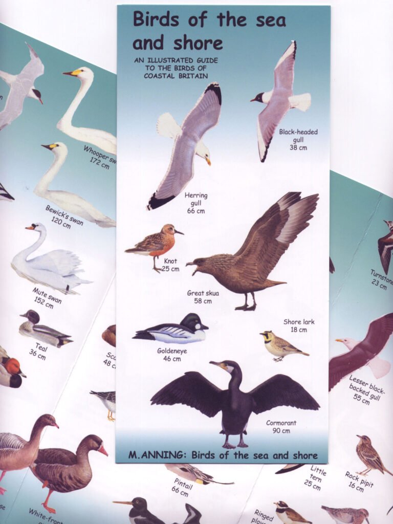 birds of sea and shore