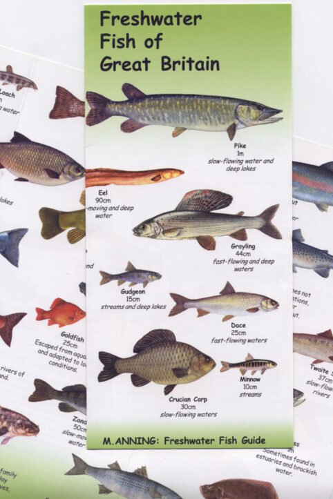 Freshwater fish