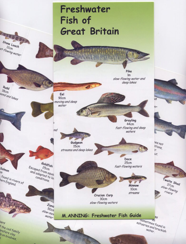 Freshwater fish