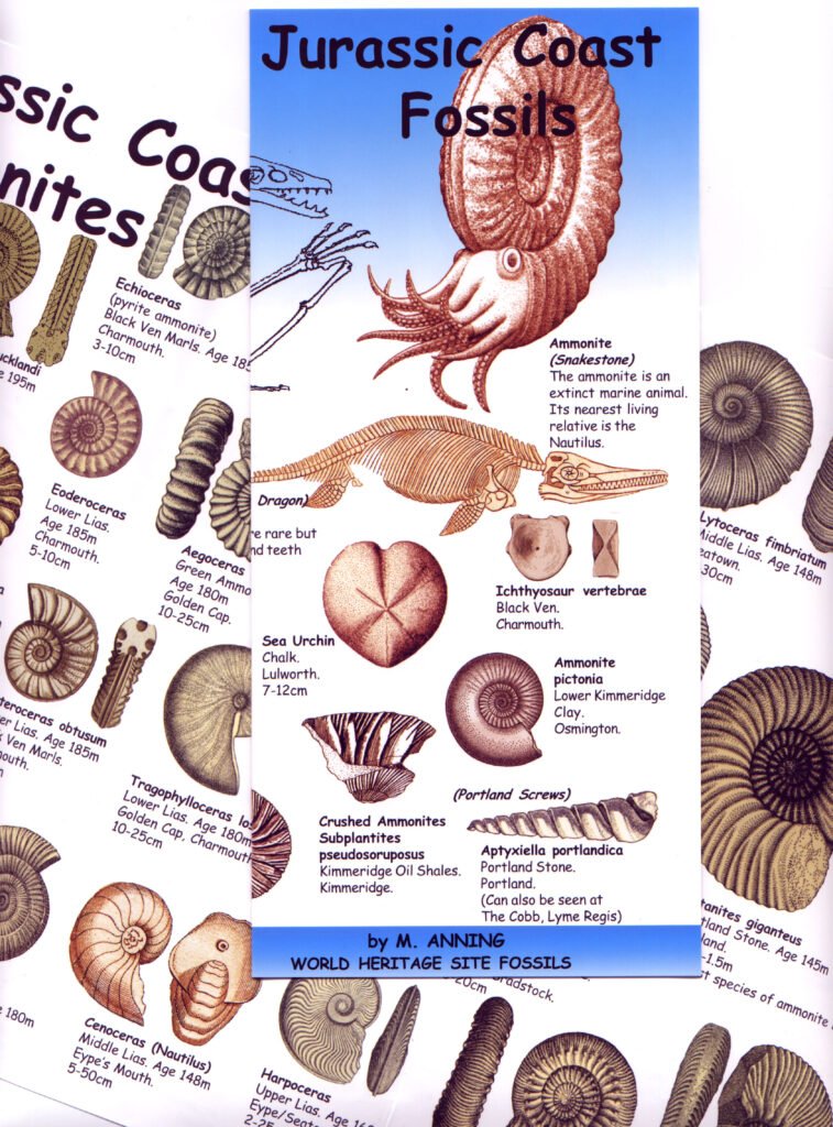 jurassic coast fossils