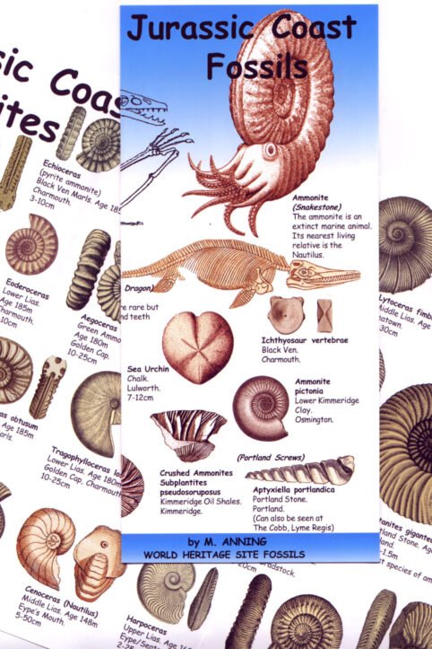 jurassic coast fossils
